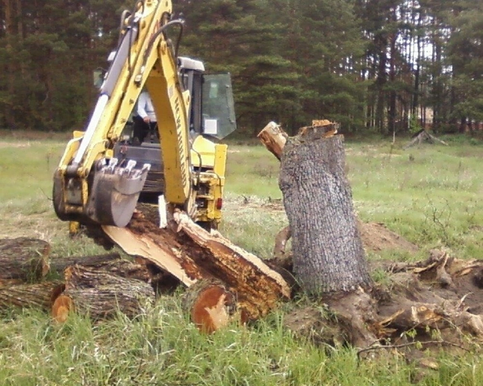 Foto de árbol talado en parcela de Barcelona