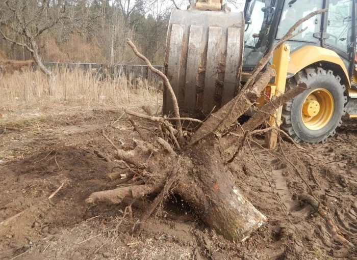 Madera de árbol cortado en terreno barcelonés