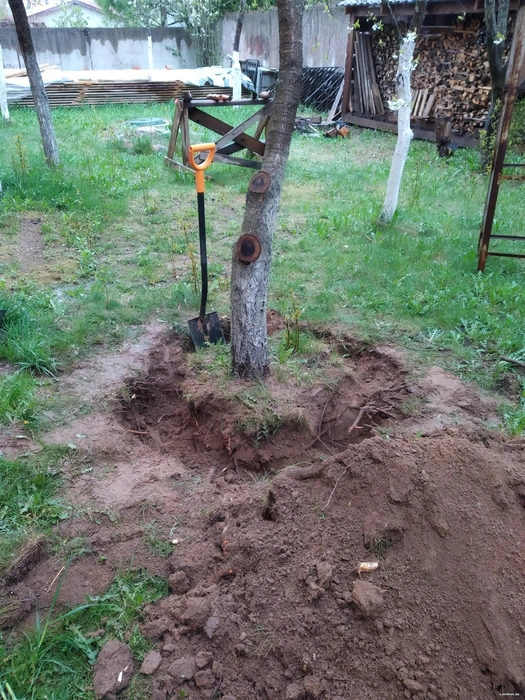 Espacio despejado tras retirar árbol en terreno barcelonés